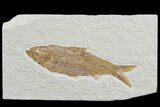 Detailed, Knightia Fossil Fish - Wyoming #78305-1
